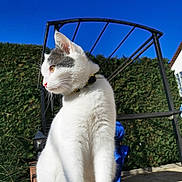 Snoopy participe au concours pour gagner de l'argent avec cette photo : cat, white_cat, gray_spots, outdoor, blue_sky, hedge, garden_structure, brick_ledge, sunlight, pet, animal, feline, whiskers, collar, side_view, daylight, nature, domestic_cat, fur, cute