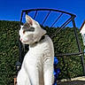 animal, blue_sky, brick_ledge, cat, collar, cute, daylight, domestic_cat, feline, fur, garden_structure, gray_spots, hedge, nature, outdoor, pet, side_view, sunlight, whiskers, white_cat