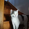 animal, cat, cozy, curious, domestic, feline, fur, gray, home, indoor, light, pet, quiet, shadow, stairs, standing, whiskers, white, wood, yellow_eyes