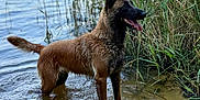 Aka participe au concours pour gagner de l'argent avec cette photo : dog, water, lake, wet, outdoor, nature, reeds, tongue_out, brown_fur, standing, calm, summer, animal, canine, shallow_water, grass, sunny, side_view, alert, riverbank