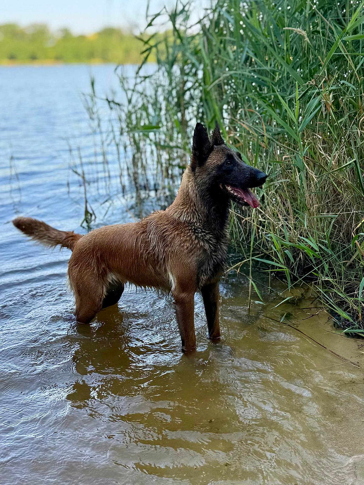 Aka participe au concours pour gagner de l'argent avec cette photo : dog, water, lake, wet, outdoor, nature, reeds, tongue_out, brown_fur, standing, calm, summer, animal, canine, shallow_water, grass, sunny, side_view, alert, riverbank