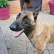 Aka a rejoint le concours — aidez-le/la à gagner de superbes lots ! dog, belgian_malinois, smiling, outdoor, patio, brick_wall, potted_plant, purple_pot, open_door, happy, canine, pet, animal, fur, ears, tongue, teeth, pavement, closeup, daylight