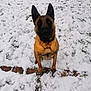 Aka participe au concours pour gagner de l'argent avec cette photo : dog, belgian_malinois, snow, outdoor, animal, pet, brown, black, fur, sitting, winter, grass, metal_structure, ground, nature, alert, ears_up, looking_at_camera, daylight, quiet