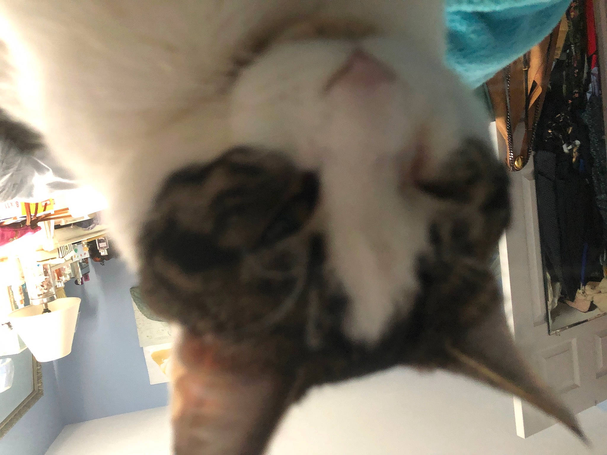 Sammy joined the competition — help win amazing prizes! art, carnivore, cat, claw, companion_dog, dog_breed, domestic_short_haired_cat, ear, eyelash, fang, fawn, felidae, fur, jaw, paw, small_to_medium_sized_cats, snout, tail, terrestrial_animal, whiskers