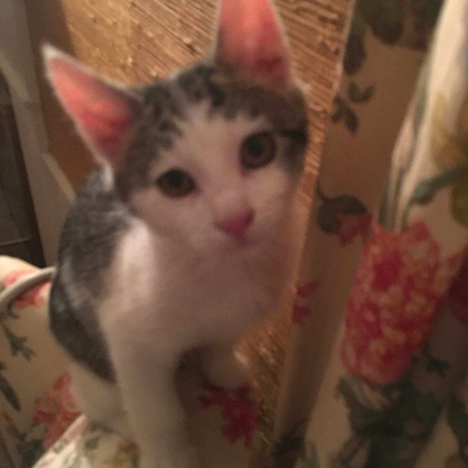 Liam joined the competition — help win amazing prizes! carnivore, cat, domestic_short_haired_cat, eye, fawn, felidae, fur, paw, plant, small_to_medium_sized_cats, tail, tree, whiskers, wood