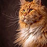 cat, maine_coon, orange_cat, fluffy_fur, long_whiskers, portrait, animal, pet, feline, close_up, orange_fur, white_fur, ears, whiskers, looking_away, studio_lighting, soft_light, majestic, domestic_cat, indoor