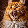 Ursinio participe au concours pour gagner de l'argent avec cette photo : cat, fluffy, orange_cat, white_fur, whiskers, ears, portrait, animal, pet, feline, closeup, mouth_open, tongue, fur, expression, majestic, indoor, brown_background, long_hair, dramatic_lighting