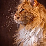 Ursinio participe au concours pour gagner de l'argent avec cette photo : cat, maine_coon, fluffy, orange_cat, white_fur, whiskers, profile, portrait, animal, pet, feline, long_fur, close_up, indoor, brown_background, cute, mammal, domestic_animal, looking_away, soft_light