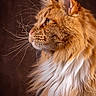 cat, maine_coon, fluffy, orange_cat, white_fur, whiskers, profile, portrait, animal, pet, feline, long_fur, close_up, indoor, brown_background, cute, mammal, domestic_animal, looking_away, soft_light