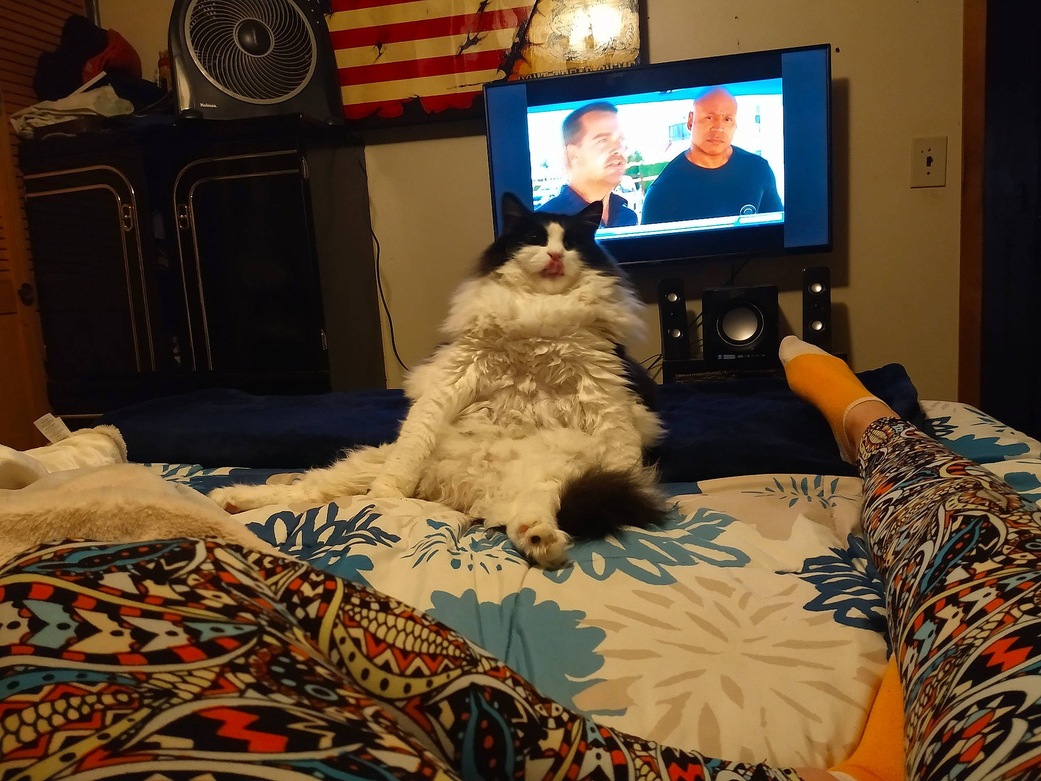 Fats joined the competition — help win amazing prizes! bed, bedroom, canidae, carnivore, companion_dog, couch, dog, electronic_device, fur, furniture, home, interior_design, lhasa_apso, living_room, media, non_sporting_group, room, shih_tzu, television, television_set