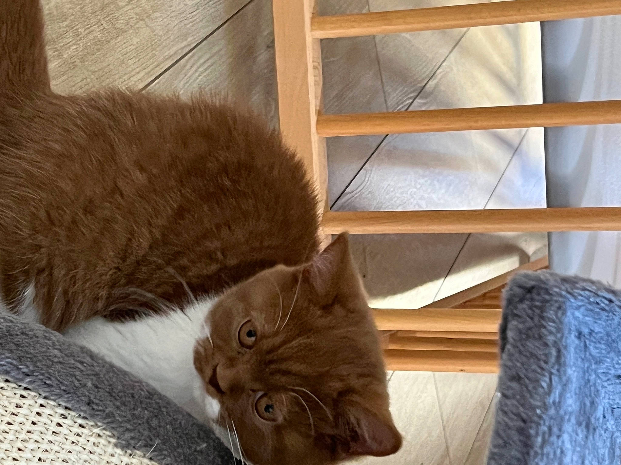 Sue participe au concours pour gagner de l'argent avec cette photo : black_cat, box, carnivore, cat, comfort, domestic_short_haired_cat, fawn, felidae, flooring, fur, grey, hardwood, room, small_to_medium_sized_cats, snout, table, tail, whiskers, wood, wood_stain