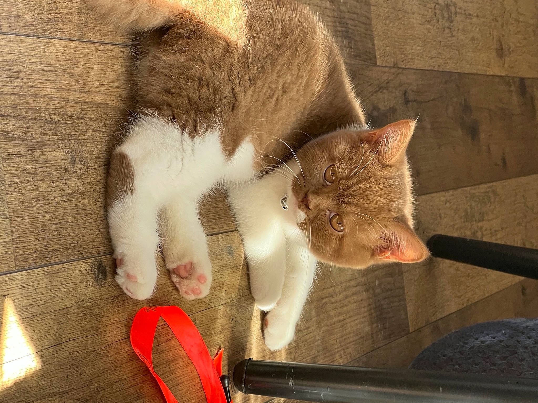 Sue participe au concours pour gagner de l'argent avec cette photo : carnivore, cat, claw, domestic_short_haired_cat, ear, eye, fawn, felidae, fur, paw, photo_caption, small_to_medium_sized_cats, snout, tail, vertebrate, whiskers, window, wood