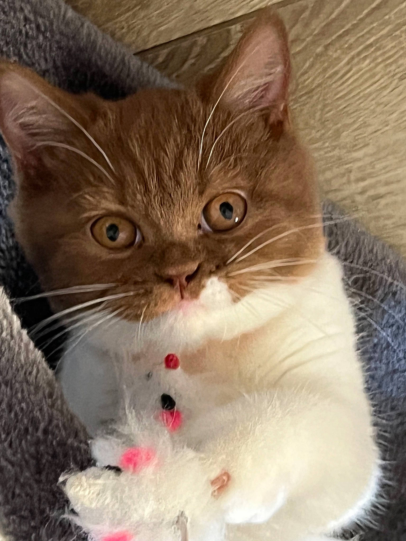 Sue participe au concours pour gagner de l'argent avec cette photo : box, carnivore, cat, cat_supply, claw, collar, domestic_short_haired_cat, fawn, felidae, fur, gesture, paw, pet_supply, photo_caption, small_to_medium_sized_cats, snout, tail, whiskers