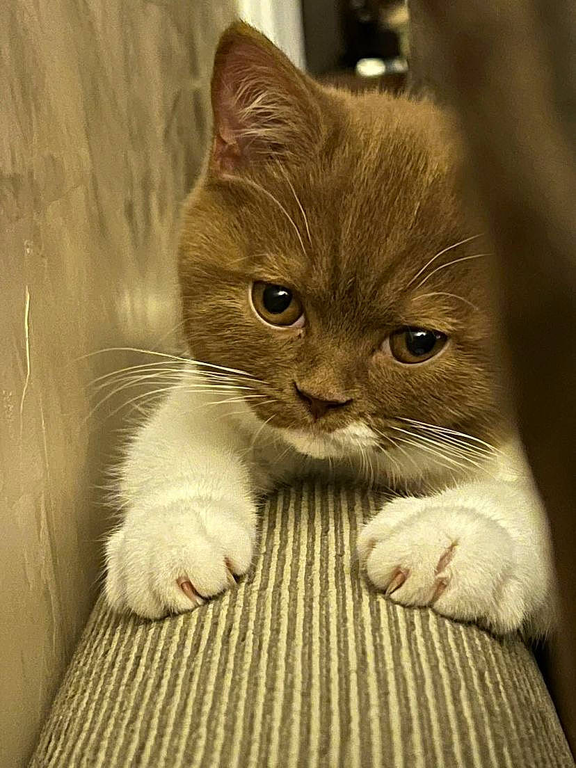 Sue a rejoint le concours — aidez-le/la à gagner de superbes lots ! carnivore, cat, cat_supply, claw, comfort, domestic_short_haired_cat, ear, eye, fawn, felidae, fur, gesture, paw, pet_supply, small_to_medium_sized_cats, snout, tail, terrestrial_animal, whiskers, wood