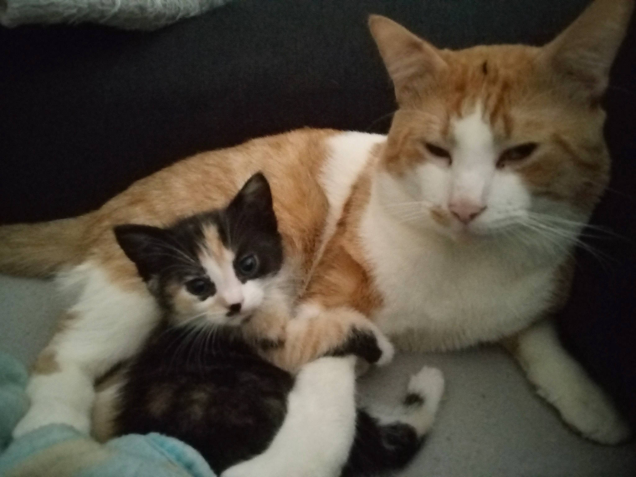 Simba participe au concours pour gagner de l'argent avec cette photo : carnivore, cat, cat_supply, claw, comfort, domestic_short_haired_cat, felidae, fur, paw, small_to_medium_sized_cats, tail, whiskers