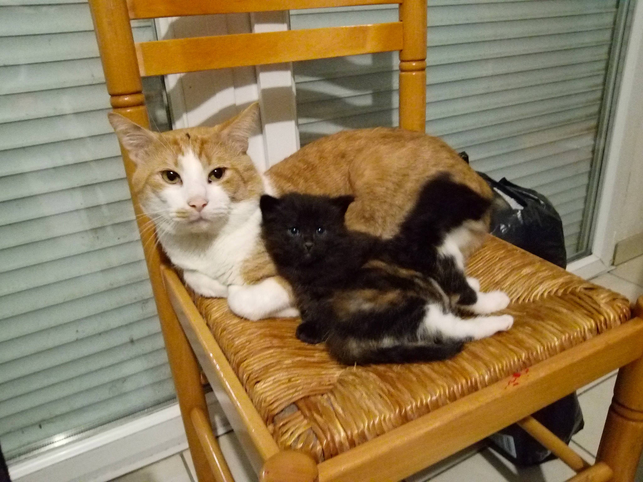 Simba participe au concours pour gagner de l'argent avec cette photo : animal_shelter, carnivore, cat, cat_supply, comfort, domestic_short_haired_cat, fawn, felidae, fur, hardwood, pet_supply, room, small_to_medium_sized_cats, table, tail, whiskers, wood