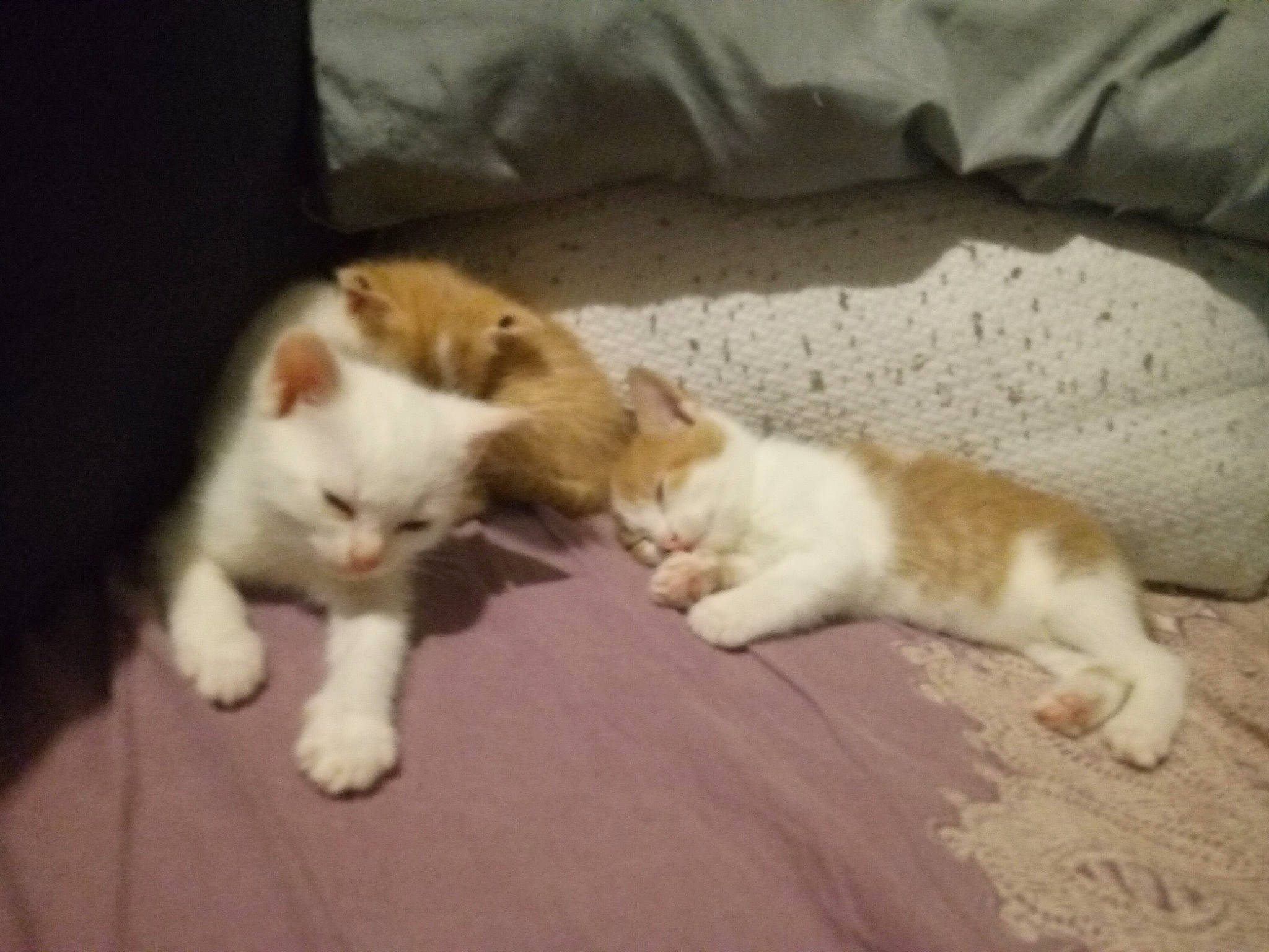 Simba participe au concours pour gagner de l'argent avec cette photo : carnivore, cat, comfort, domestic_short_haired_cat, felidae, fur, mammal, paw, small_to_medium_sized_cats, tail, whiskers, wood