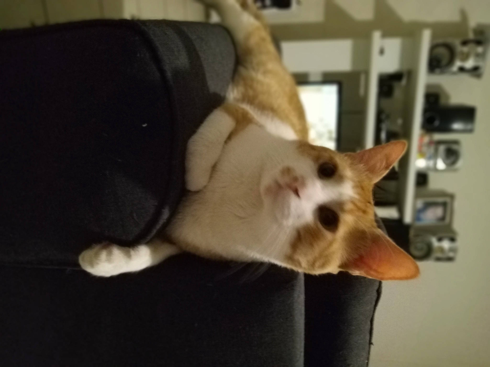 Simba participe au concours pour gagner de l'argent avec cette photo : canidae, carnivore, cat, claw, collar, comfort, companion_dog, dog_breed, domestic_short_haired_cat, ear, fawn, felidae, fur, paw, small_to_medium_sized_cats, snout, sporting_group, tail, whiskers, wood