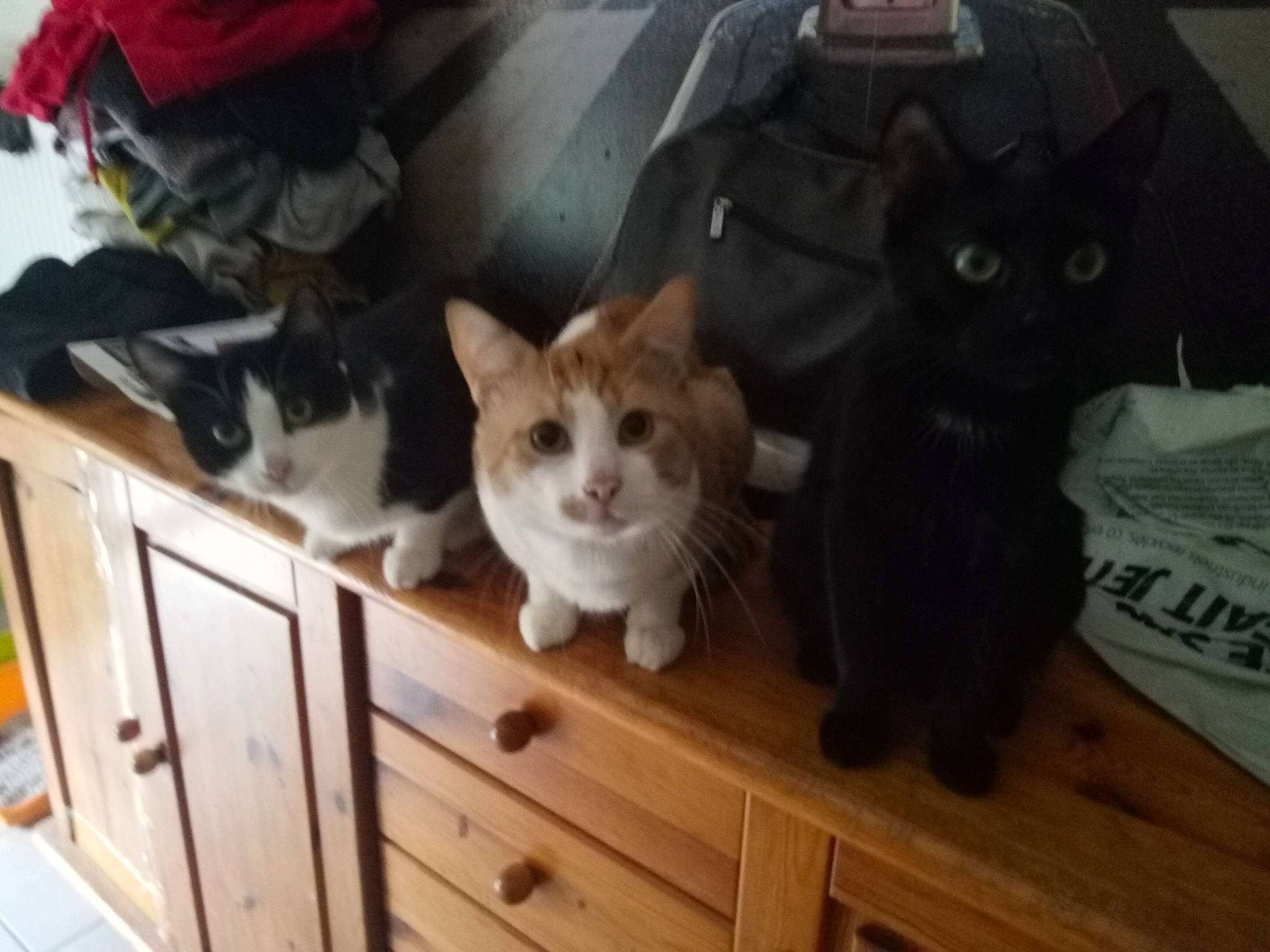 Simba participe au concours pour gagner de l'argent avec cette photo : box, cabinetry, carnivore, cat, chest, chest_of_drawers, comfort, domestic_short_haired_cat, drawer, dresser, felidae, fur, hardwood, room, small_to_medium_sized_cats, tail, varnish, whiskers, wood, wood_stain