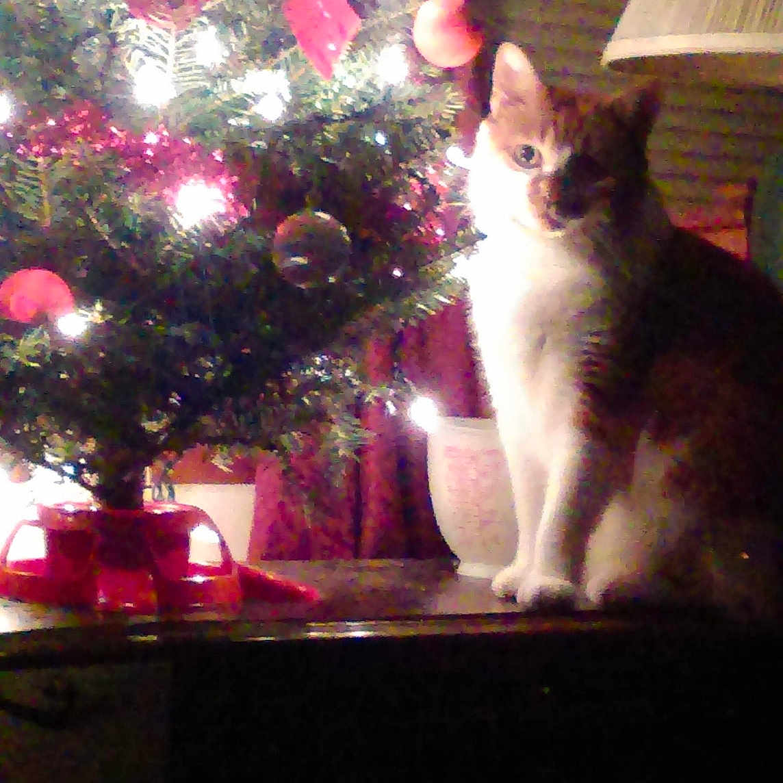 Peanut joined the competition — help win amazing prizes! carnivore, cat, christmas, christmas_decoration, christmas_eve, christmas_lights, christmas_tree, fawn, felidae, fictional_character, interior_design, kitten, plant, sky, small_to_medium_sized_cats, tail, tree, whiskers