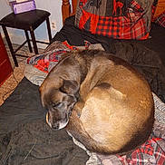 Hammer Dog joined the competition — help win amazing prizes! animal, bed, blanket, brown_dog, carpet, cozy, curled_up, dog, furniture, home, indoor, pet, pillow, quiet, quilt, resting, sleeping, table, tissue_box, wood