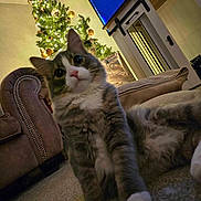 Smokey joined the competition — help win amazing prizes! cat, christmas_tree, living_room, carpet, television, furniture, couch, decorations, holiday, indoor, pet, mammal, cozy, festive, curious, whiskers, paws, relaxed, home, soft_lighting