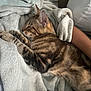 Evoli a rejoint le concours — aidez-le/la à gagner de superbes lots ! cat, tabby, sleeping, blanket, cozy, pet, animal, feline, resting, paw, fur, striped, indoor, comfort, relaxation, human_arm, soft_texture, closeup, nap, domestic