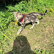 Evoli a rejoint le concours — aidez-le/la à gagner de superbes lots ! cat, tabby, leash, harness, outdoor, grass, greenery, sunlight, nature, pet, animal, walking, curious, exploring, daylight, small_animal, mammal, fur, whiskers, paw