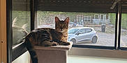 Evoli participe au concours pour gagner de l'argent avec cette photo : cat, tabby_cat, cat_tree, window, blinds, indoor, pet, animal, feline, resting, looking, curious, daylight, car, vehicle, garden, reflection, home, relaxation, furniture