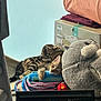 Evoli a rejoint le concours — aidez-le/la à gagner de superbes lots ! cat, tabby_cat, plush_toy, octopus_toy, stuffed_animal, blanket, cardboard_box, indoor, relaxed, pet, feline, cozy, soft_toy, animal, resting, cute, home, fur, laying_down, colorful