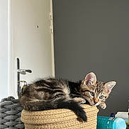 Evoli participe au concours pour gagner de l'argent avec cette photo : animal, background, basket, cat, container, cozy, curious, cute, domestic, door, feline, fur, gray, household, indoor, kitten, pet, resting, soft, tabby
