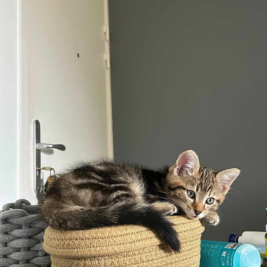 Evoli participe au concours pour gagner de l'argent avec cette photo : animal, background, basket, cat, container, cozy, curious, cute, domestic, door, feline, fur, gray, household, indoor, kitten, pet, resting, soft, tabby