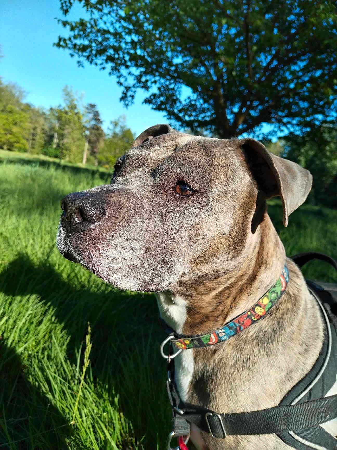 Léo