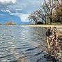 Léo a rejoint le concours — aidez-le/la à gagner de superbes lots ! dog, water, lake, shore, pebbles, trees, sky, clouds, nature, outdoor, animal, canine, harness, walking, reflection, landscape, bare_trees, calm_water, daytime, scenic