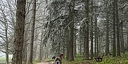 Léo a rejoint le concours — aidez-le/la à gagner de superbes lots ! dog, forest, trees, path, gravel, mist, fog, nature, outdoor, winter, frost, canine, leash, bench, woodland, animal, quiet, landscape, tree_trunk, overcast