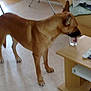 TYSON participe au concours pour gagner de l'argent avec cette photo :