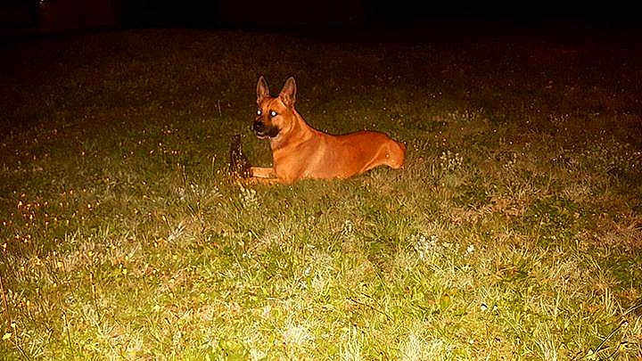 TYSON