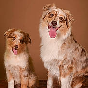 Sally Et April participe au concours pour gagner de l'argent avec cette photo : dog, australian_shepherd, puppy, adult_dog, brown_background, wooden_surface, tongue_out, happy, pet, animal, fur, sitting, portrait, companion, cute, fluffy, friendly, studio_photo, canine, smiling