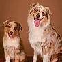 dog, australian_shepherd, puppy, adult_dog, brown_background, wooden_surface, tongue_out, happy, pet, animal, fur, sitting, portrait, companion, cute, fluffy, friendly, studio_photo, canine, smiling