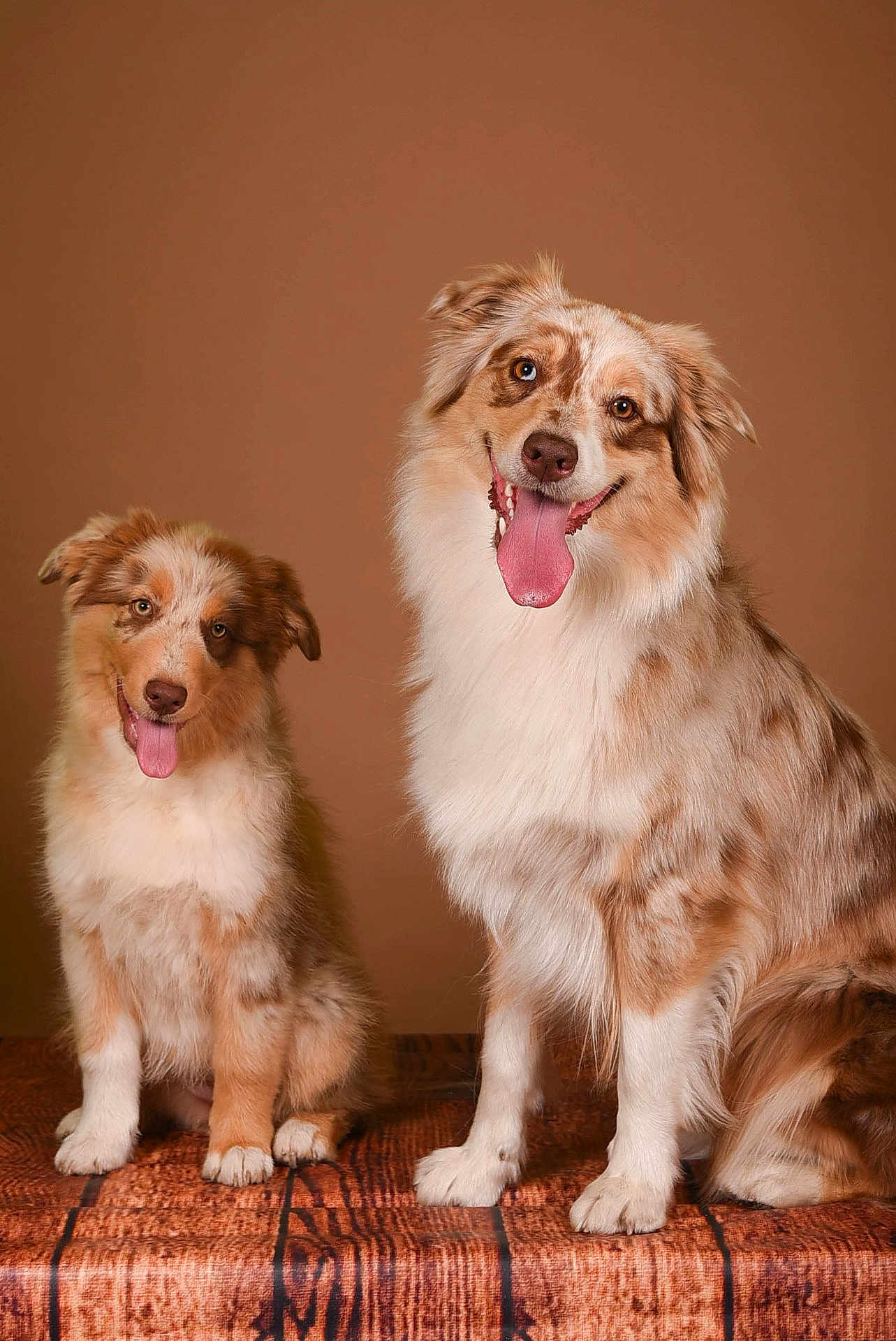 Sally Et April participe au concours pour gagner de l'argent avec cette photo : dog, australian_shepherd, puppy, adult_dog, brown_background, wooden_surface, tongue_out, happy, pet, animal, fur, sitting, portrait, companion, cute, fluffy, friendly, studio_photo, canine, smiling