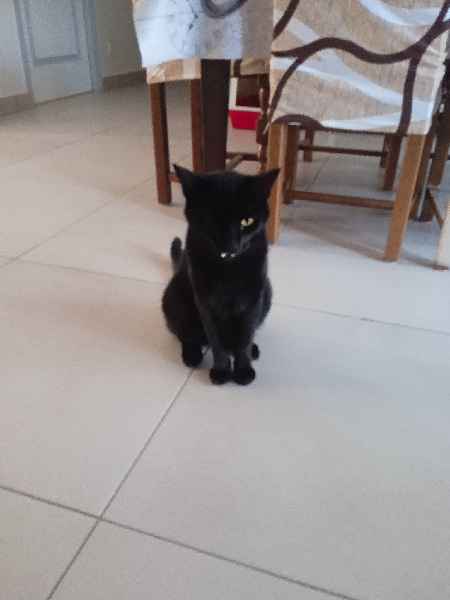 Robin participe au concours pour gagner de l'argent avec cette photo : black_cat, bombay, cabinetry, carnivore, cat, chair, claw, dog_breed, domestic_short_haired_cat, felidae, floor, flooring, fur, hardwood, paw, small_to_medium_sized_cats, snout, tail, whiskers, wood