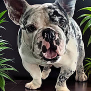 Tanque joined the competition — help win amazing prizes! animal, black_background, close_up, companion, curious, cute, dog, domestic_animal, ears_up, floor, four_legs, french_bulldog, green_plants, indoor, marbled_coat, pet, short_hair, standing, studio_lighting, tongue_out