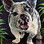 animal, black_background, close_up, companion, curious, cute, dog, domestic_animal, ears_up, floor, four_legs, french_bulldog, green_plants, indoor, marbled_coat, pet, short_hair, standing, studio_lighting, tongue_out