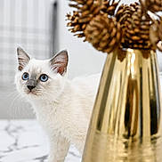 Toji a rejoint le concours — aidez-le/la à gagner de superbes lots ! kitten, cat, white_cat, blue_eyes, golden_vase, pine_cones, marble_surface, curious, indoor, pet, feline, young_cat, decor, home, close_up, animal, domestic_cat, table, focus, cute