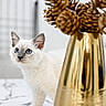 kitten, cat, white_cat, blue_eyes, golden_vase, pine_cones, marble_surface, curious, indoor, pet, feline, young_cat, decor, home, close_up, animal, domestic_cat, table, focus, cute