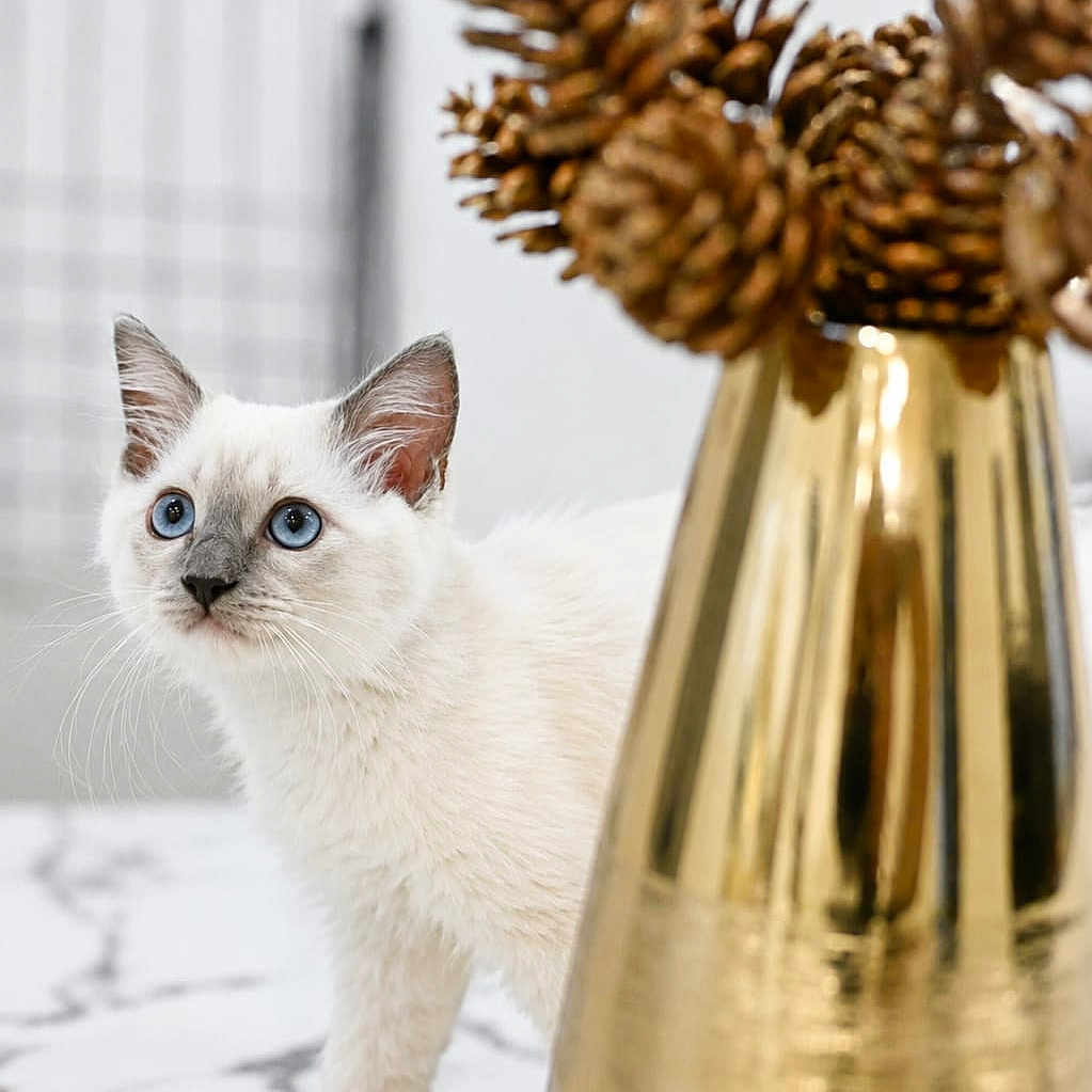 Toji a rejoint le concours — aidez-le/la à gagner de superbes lots ! kitten, cat, white_cat, blue_eyes, golden_vase, pine_cones, marble_surface, curious, indoor, pet, feline, young_cat, decor, home, close_up, animal, domestic_cat, table, focus, cute