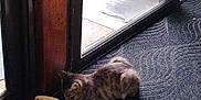 Shanna a rejoint le concours — aidez-le/la à gagner de superbes lots ! animal, boots, cat, cozy, curled_up, door_frame, flooring, glass_door, home_interior, indoor, magazines, mat, pet, quiet, relaxing, resting, sunlight, tabby, tile_floor, window