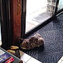 animal, boots, cat, cozy, curled_up, door_frame, flooring, glass_door, home_interior, indoor, magazines, mat, pet, quiet, relaxing, resting, sunlight, tabby, tile_floor, window