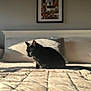 cat, black_cat, bed, bedspread, pillow, sunlight, indoor, cozy, feline, pet, resting, quiet, shadow, home, comfort, animal, furniture, sleepy, warm_light, relaxation