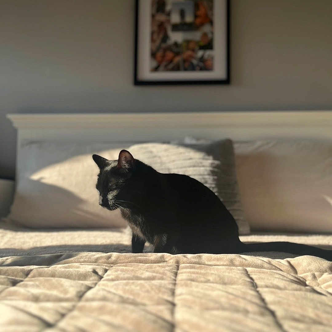 Maggie joined the competition — help win amazing prizes! animal, bed, bedspread, black_cat, cat, comfort, cozy, feline, furniture, home, indoor, pet, pillow, quiet, relaxation, resting, shadow, sleepy, sunlight, warm_light